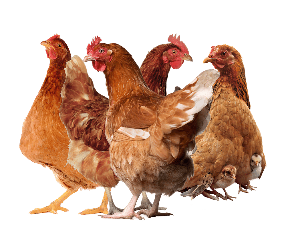 gallinas